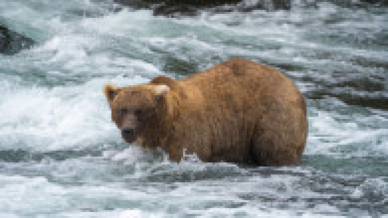 Femela 128 Grazer, desemnată cel mai gras urs brun din Alaska. Sursa foto: Profimedia Images | Poza 2 din 9