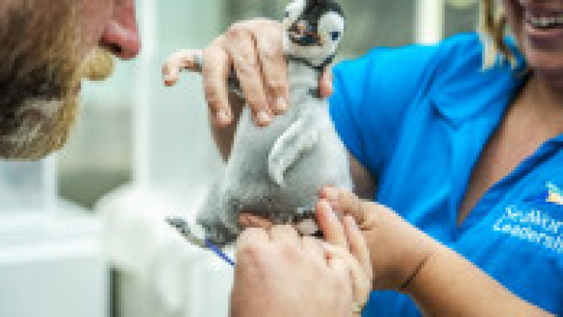 SeaWorld San Diego a anunţat venirea pe lume a unui exemplar de pinguin imperial FOTO: Profimedia Images | Poza 6 din 15