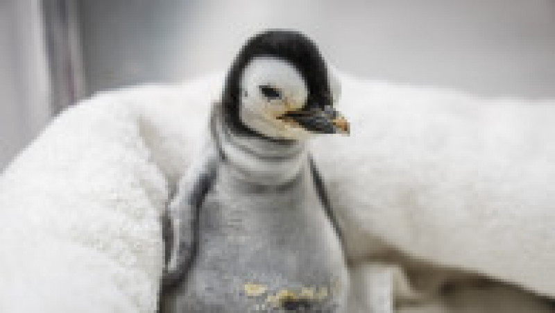 SeaWorld San Diego a anunţat venirea pe lume a unui exemplar de pinguin imperial FOTO: Profimedia Images | Poza 1 din 15