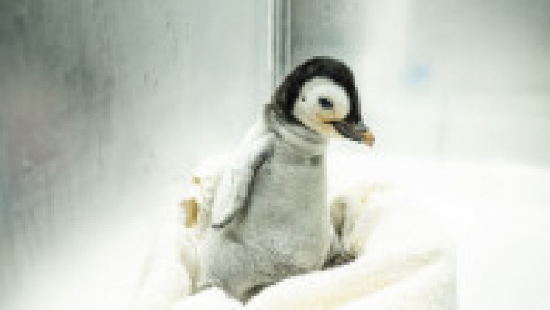 SeaWorld San Diego a anunţat venirea pe lume a unui exemplar de pinguin imperial FOTO: Profimedia Images | Poza 12 din 15