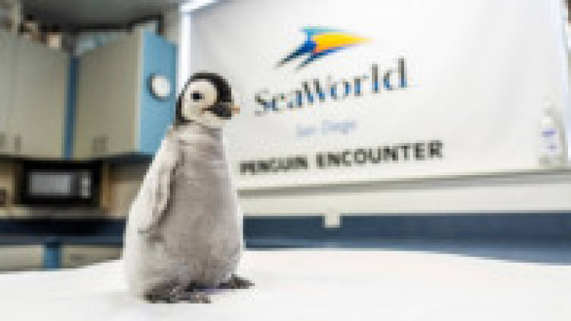 SeaWorld San Diego a anunţat venirea pe lume a unui exemplar de pinguin imperial FOTO: Profimedia Images | Poza 13 din 15
