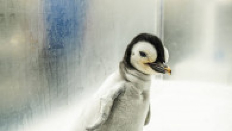 SeaWorld San Diego a anunţat venirea pe lume a unui exemplar de pinguin imperial FOTO: Profimedia Images | Poza 10 din 15