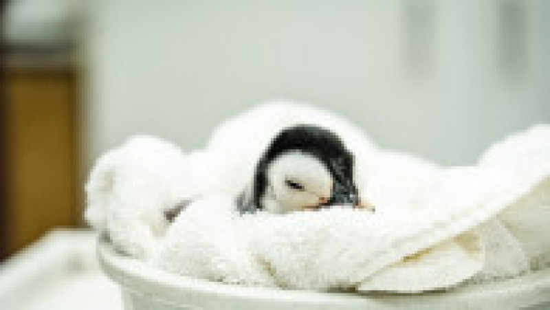 SeaWorld San Diego a anunţat venirea pe lume a unui exemplar de pinguin imperial FOTO: Profimedia Images | Poza 7 din 15