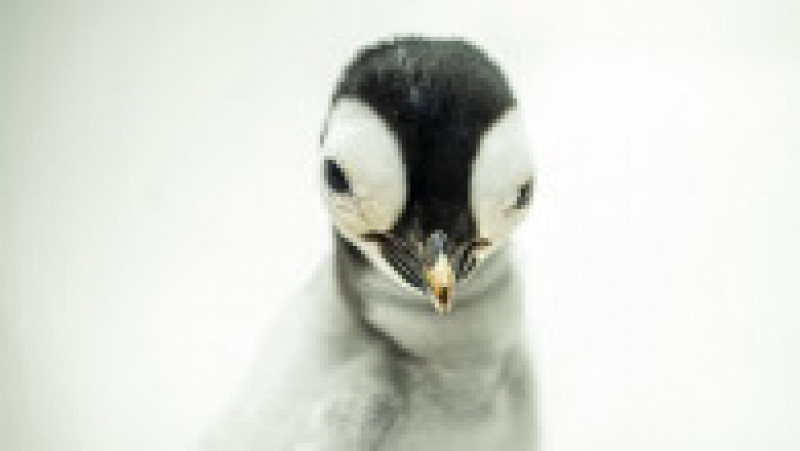 SeaWorld San Diego a anunţat venirea pe lume a unui exemplar de pinguin imperial FOTO: Profimedia Images | Poza 8 din 15