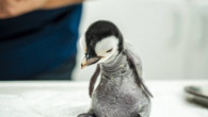 SeaWorld San Diego a anunţat venirea pe lume a unui exemplar de pinguin imperial FOTO: Profimedia Images | Poza 9 din 15