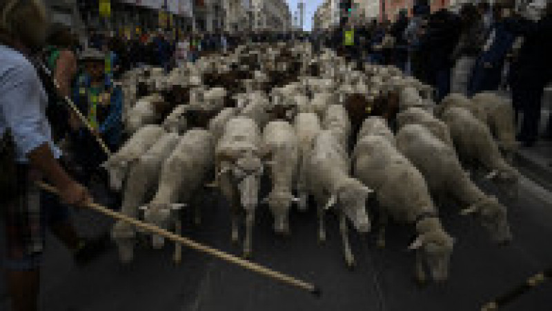 Oile au înlocuit mașinile în centrul Madridului. Circulație a fost oprită pentru transhumanță. foto: Profimedia Images | Poza 21 din 44