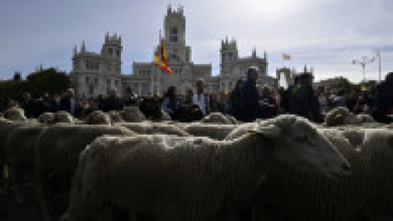 Oile au înlocuit mașinile în centrul Madridului. Circulație a fost oprită pentru transhumanță. foto: Profimedia Images | Poza 18 din 44