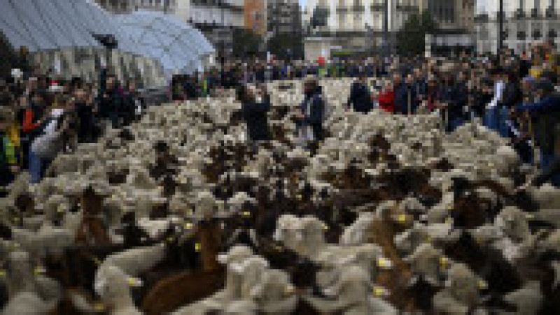 Oile au înlocuit mașinile în centrul Madridului. Circulație a fost oprită pentru transhumanță. foto: Profimedia Images | Poza 27 din 44