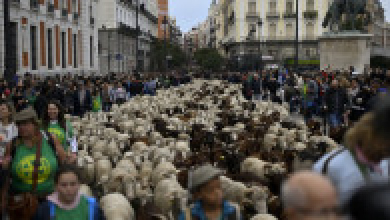 Oile au înlocuit mașinile în centrul Madridului. Circulație a fost oprită pentru transhumanță. foto: Profimedia Images | Poza 26 din 44