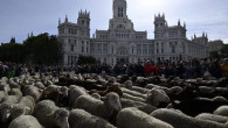Oile au înlocuit mașinile în centrul Madridului. Circulație a fost oprită pentru transhumanță. foto: Profimedia Images | Poza 25 din 44