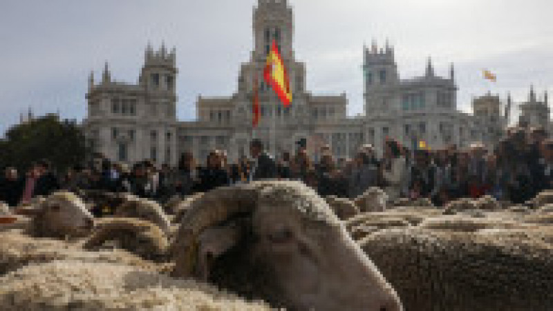 Oile au înlocuit mașinile în centrul Madridului. Circulație a fost oprită pentru transhumanță. foto: Profimedia Images | Poza 14 din 44