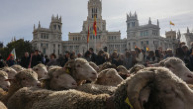 Oile au înlocuit mașinile în centrul Madridului. Circulație a fost oprită pentru transhumanță. foto: Profimedia Images | Poza 13 din 44