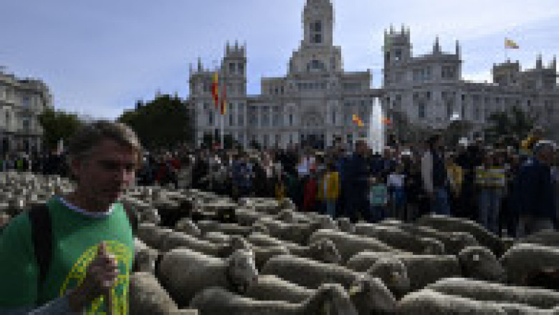 Oile au înlocuit mașinile în centrul Madridului. Circulație a fost oprită pentru transhumanță. foto: Profimedia Images | Poza 17 din 44