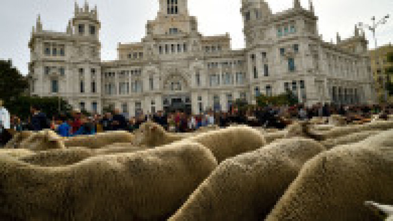 Oile au înlocuit mașinile în centrul Madridului. Circulație a fost oprită pentru transhumanță. foto: Profimedia Images | Poza 4 din 44