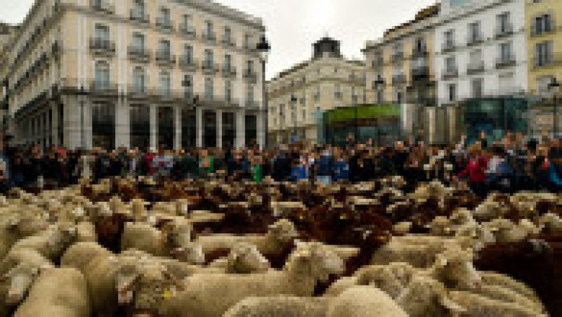 Oile au înlocuit mașinile în centrul Madridului. Circulație a fost oprită pentru transhumanță. foto: Profimedia Images | Poza 5 din 44