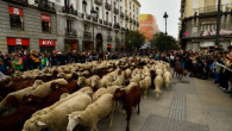 Oile au înlocuit mașinile în centrul Madridului. Circulație a fost oprită pentru transhumanță. foto: Profimedia Images | Poza 8 din 44
