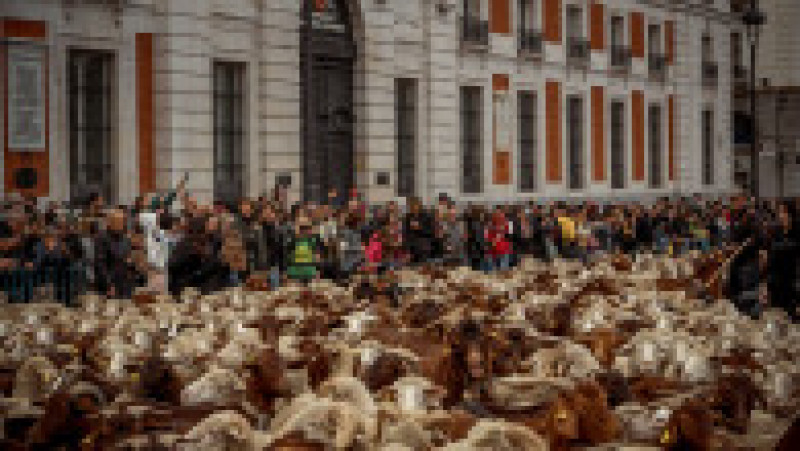 Oile au înlocuit mașinile în centrul Madridului. Circulație a fost oprită pentru transhumanță. foto: Profimedia Images | Poza 42 din 44