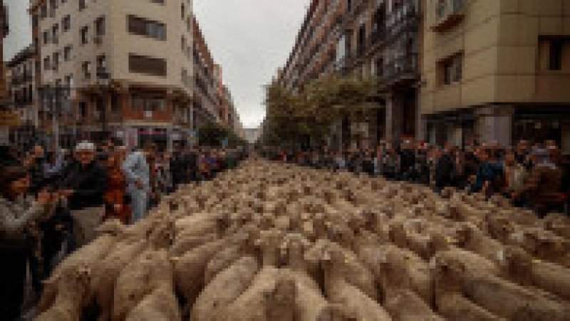 Oile au înlocuit mașinile în centrul Madridului. Circulație a fost oprită pentru transhumanță. foto: Profimedia Images | Poza 41 din 44