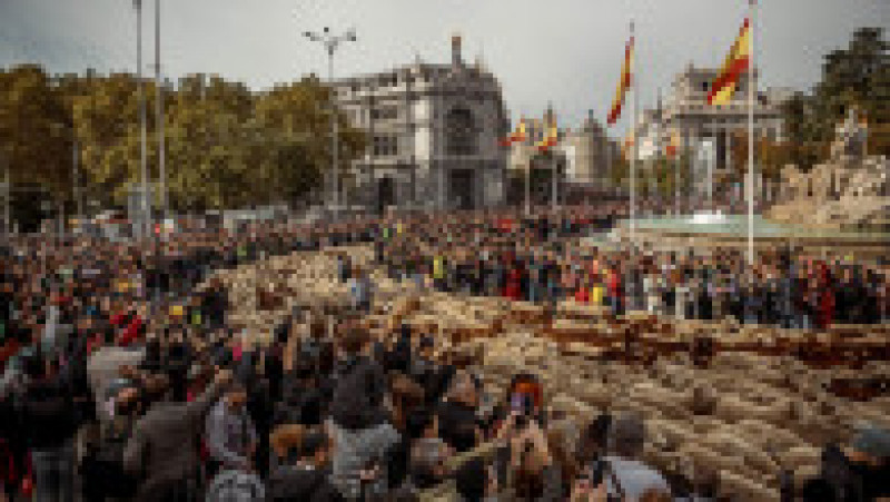 Oile au înlocuit mașinile în centrul Madridului. Circulație a fost oprită pentru transhumanță. foto: Profimedia Images | Poza 30 din 44
