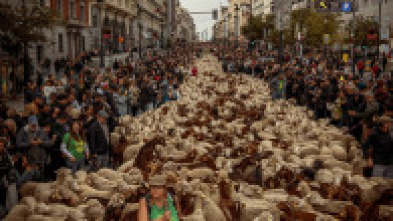 Oile au înlocuit mașinile în centrul Madridului. Circulație a fost oprită pentru transhumanță. foto: Profimedia Images | Poza 32 din 44