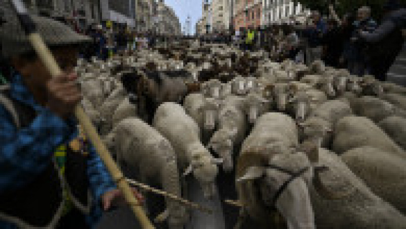 Oile au înlocuit mașinile în centrul Madridului. Circulație a fost oprită pentru transhumanță. foto: Profimedia Images | Poza 28 din 44
