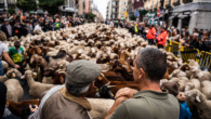 Oile au înlocuit mașinile în centrul Madridului. Circulație a fost oprită pentru transhumanță. foto: Profimedia Images | Poza 37 din 44