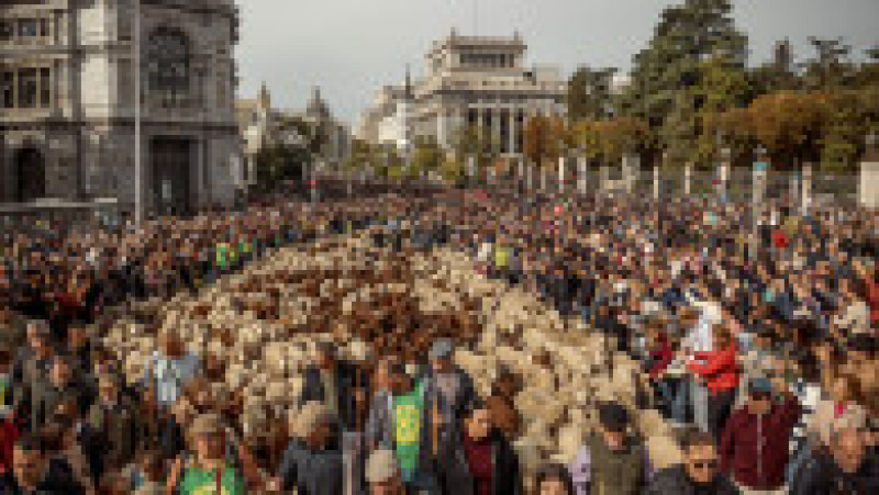 Oile au înlocuit mașinile în centrul Madridului. Circulație a fost oprită pentru transhumanță. foto: Profimedia Images | Poza 35 din 44