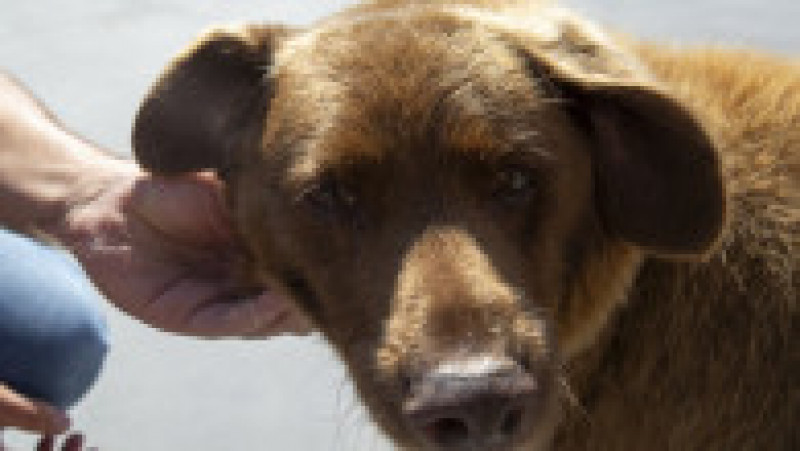 Cel mai bătrân câine din lume, Bobi, a murit la vârsta de 31 de ani. Foto: Profimedia | Poza 4 din 12
