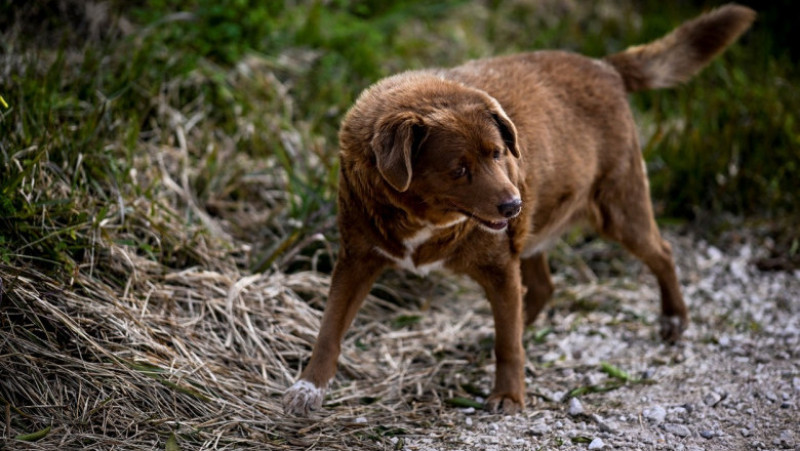 Cel mai bătrân câine din lume, Bobi, a murit la vârsta de 31 de ani. Foto: Profimedia
