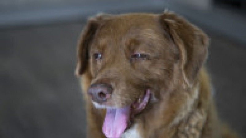 Cel mai bătrân câine din lume, Bobi, a murit la vârsta de 31 de ani. Foto: Profimedia | Poza 11 din 12