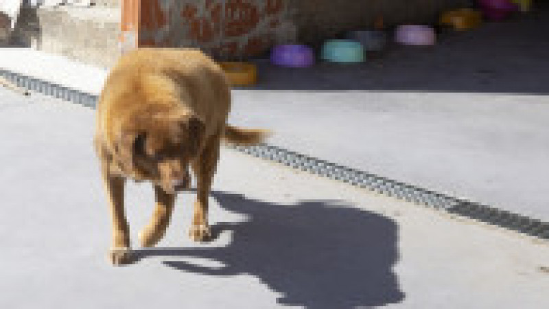 Cel mai bătrân câine din lume, Bobi, a murit la vârsta de 31 de ani. Foto: Profimedia | Poza 8 din 12