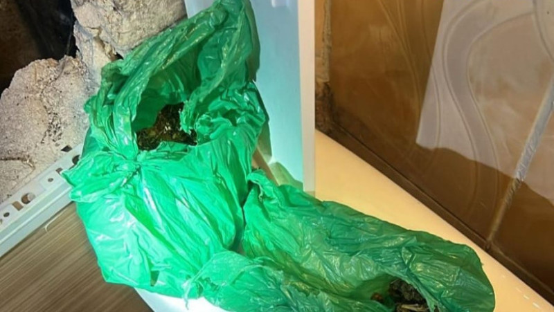 Droguri găsite în locuințele unor studenți din Timișoara. Sursa foto: DIICOT