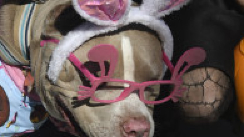 "Fantomele şi vampirii sunt bineveniţi, dar vă rugăm să puneţi costumele de supererou Barbie sau Marvel în dulap": actorii de la Hollywood au celebrat Halloweenul, marţi seară, boicotând universul cinematografic al marilor studiouri împotriva cărora se află în grevă. Sursa foto: Profimedia Images | Poza 18 din 45