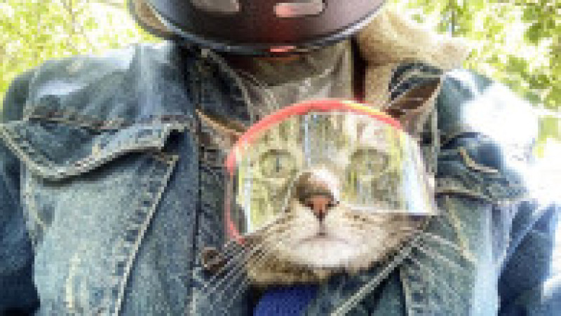 Un francez pasionat de ciclism și sporturi extreme și-a găsit un companion neobișnuit pentru aventurile lui - o pisică FOTO: Profimedia Images | Poza 13 din 48