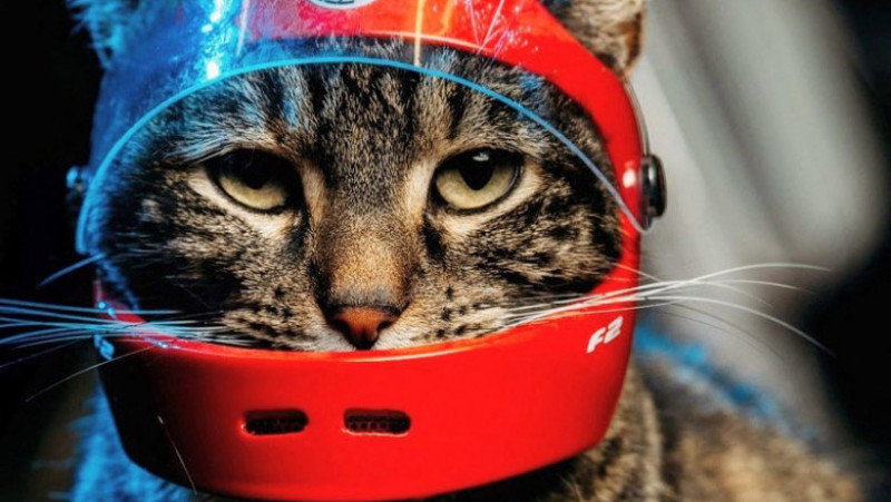 Un francez pasionat de ciclism și sporturi extreme și-a găsit un companion neobișnuit pentru aventurile lui - o pisică FOTO: Profimedia Images