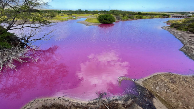 Apa lacului-rezervație naturală Kealia din Hawaii s-a colorat într-un roz strălucitor. Foto: Facebook/ Suzanne Halbritter