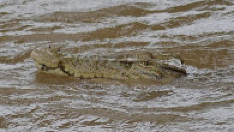 Inundații ca niciodată în Australia. Puhoaiele au adus crocodili în orașe, au inundat aeroporturi și drumuri. FOTO: Profimedia Images | Poza 14 din 14