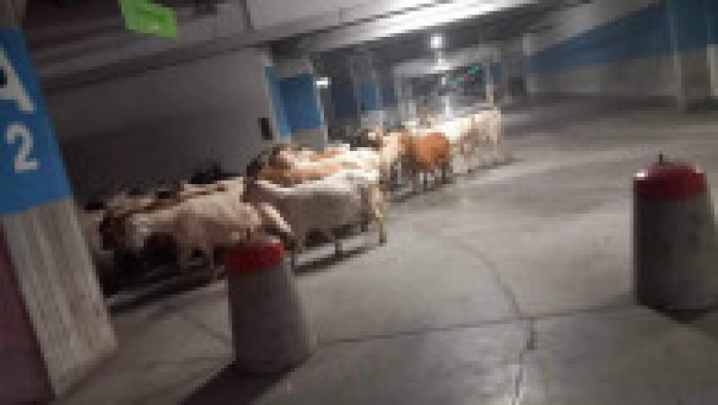 O turmă de capre a fost fotografiată în parcarea subterană a unui mall din Târgu Jiu. Sursa foto: Pandurul.ro | Poza 1 din 3