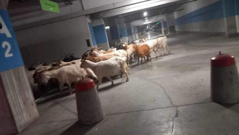 O turmă de capre a fost fotografiată în parcarea subterană a unui mall din Târgu Jiu. Sursa foto: Pandurul.ro
