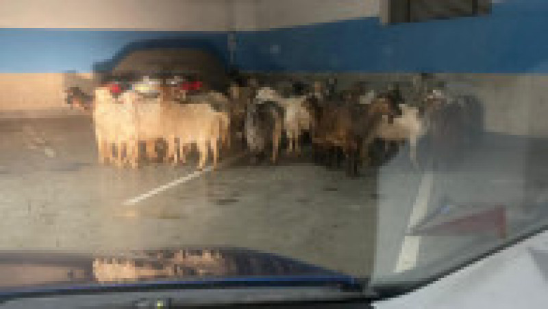 O turmă de capre a fost fotografiată în parcarea subterană a unui mall din Târgu Jiu. Sursa foto: Gorj Express | Poza 2 din 3
