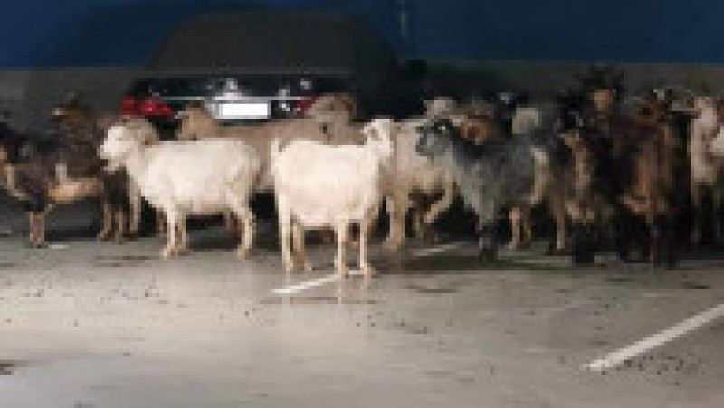 O turmă de capre a fost fotografiată în parcarea subterană a unui mall din Târgu Jiu. Sursa foto: Pandurul.ro | Poza 3 din 3