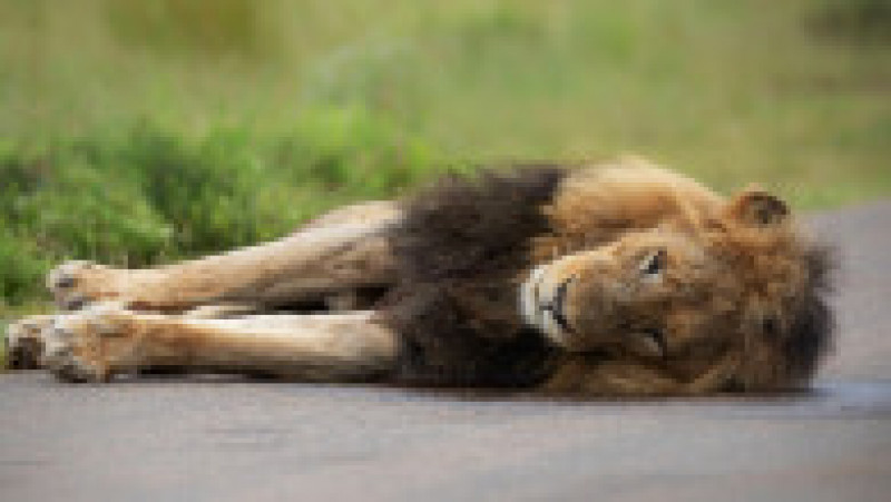 Un leu obosit a adormit pe un drum din Africa de Sud FOTO: Profimedia Images | Poza 2 din 12