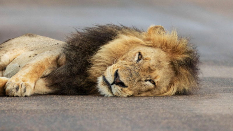 Un leu obosit a adormit pe un drum din Africa de Sud FOTO: Profimedia Images