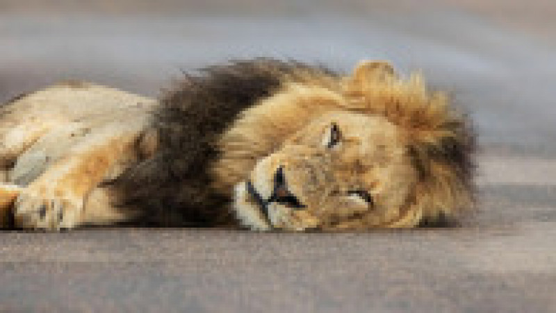 Un leu obosit a adormit pe un drum din Africa de Sud FOTO: Profimedia Images | Poza 1 din 12