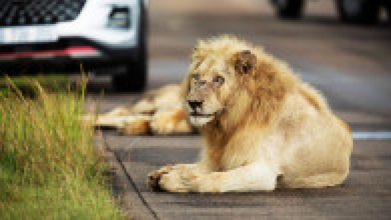 Un leu obosit a adormit pe un drum din Africa de Sud FOTO: Profimedia Images | Poza 6 din 12