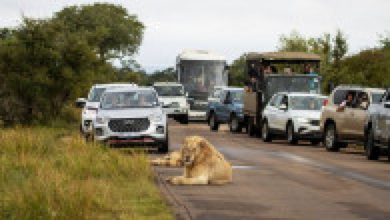 Un leu obosit a adormit pe un drum din Africa de Sud FOTO: Profimedia Images | Poza 7 din 12