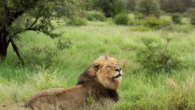 Un leu obosit a adormit pe un drum din Africa de Sud FOTO: Profimedia Images | Poza 8 din 12
