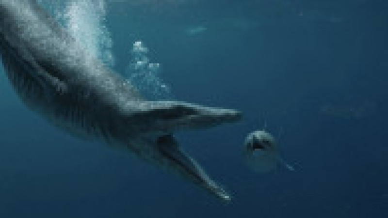 Cu o lungime totală de 10-12 metri și patru membre puternice pe care le folosea ca pe niște înotătoare cu care se deplasa în mare viteză, pliozaurul era prădătorul suprem al oceanelor. Captură foto: Twitter / Jonathan Amos | Poza 2 din 11