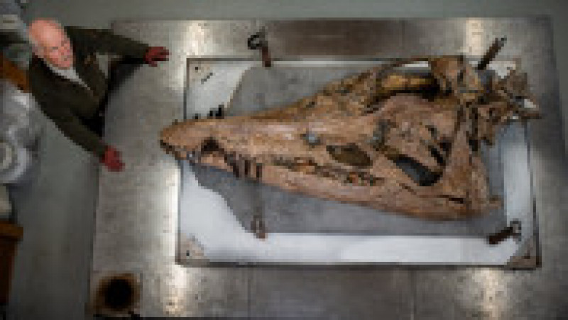 Fosila descoperită în Dorset are 2 metri lungime și este una dintre cele mai complete exemplare de acest tip descoperite vreodată. Captură foto: Twitter / Jonathan Amos | Poza 3 din 11