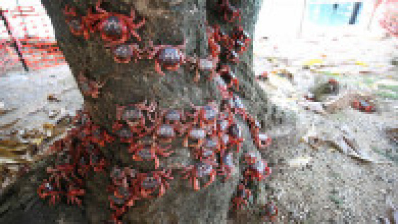 Celebra migrație a crabului roșu , care începe în jurul lunii noiembrie, este cea mai mare atracție turistică a insulei. Foto: Profimedia Images | Poza 3 din 5